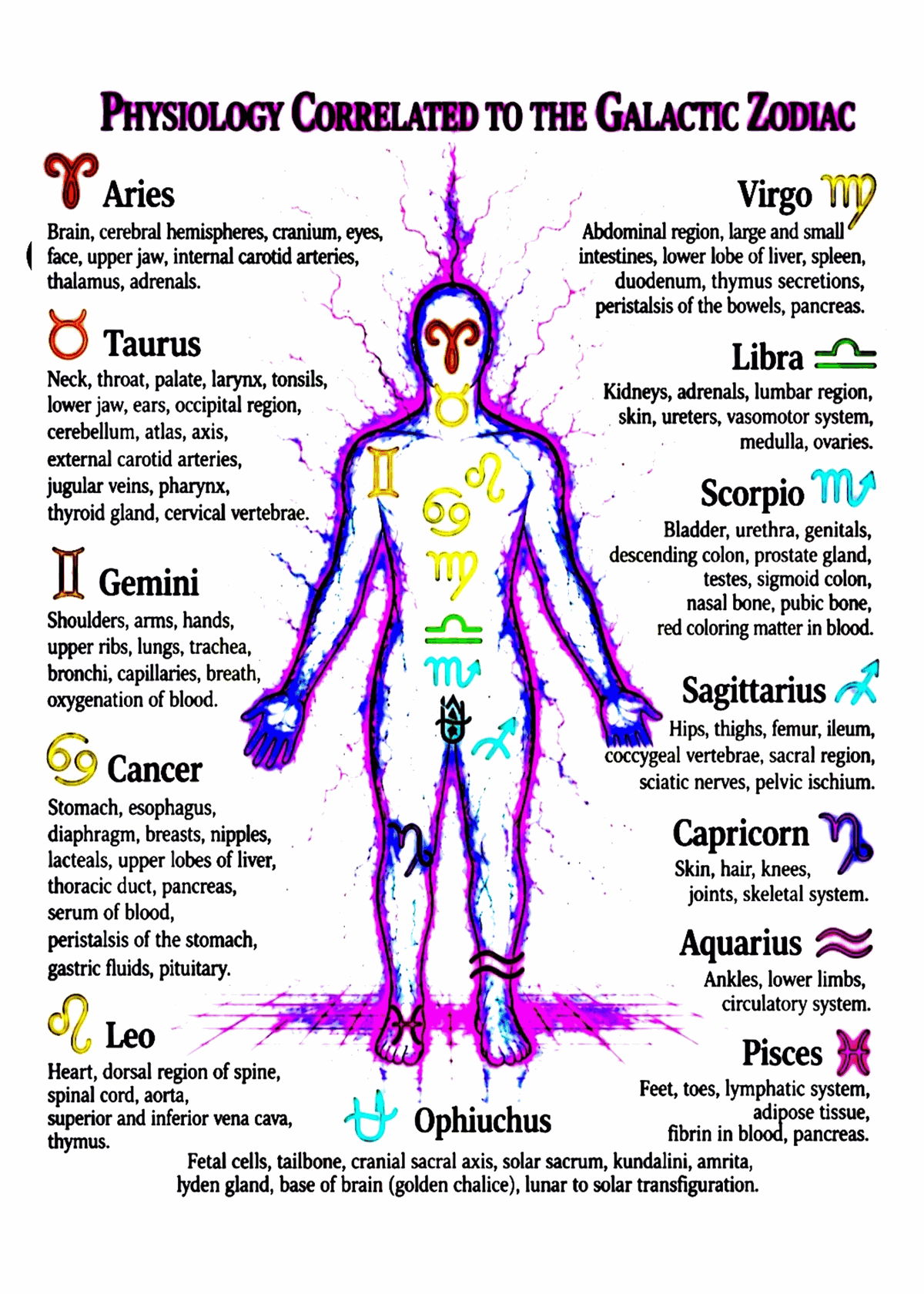 Physiology correlated to the galactic zodiac — a body diagram showing which body parts and systems each zodiac sign, including Ophiuchus, is traditionally associated with.